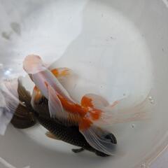 金魚の画像