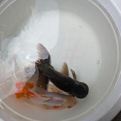 金魚の画像