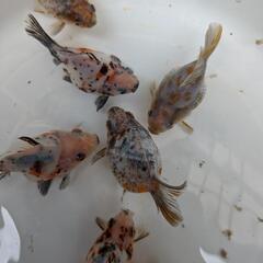 金魚の画像