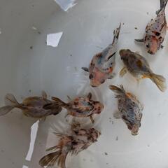 金魚の画像