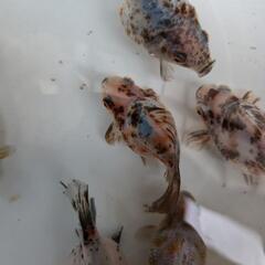 金魚の画像