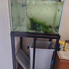 熱帯魚　グッピーの画像