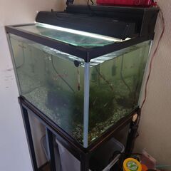 熱帯魚　グッピーの画像