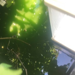 ミックスメダカ30匹の画像