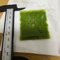 ミジンコウキクサの画像