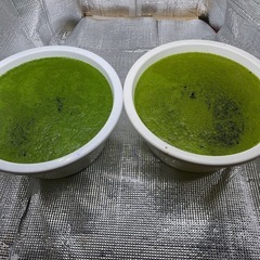 ミジンコウキクサの画像