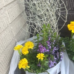 まとめて　花苗8ポット　の画像