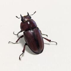 トカラノコギリクワガタ　成虫ペアの画像