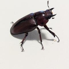 トカラノコギリクワガタ　成虫ペアの画像