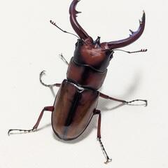 トカラノコギリクワガタ　成虫ペアの画像