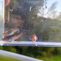 メダカ　来光　稚魚か卵の画像