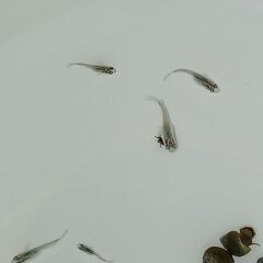 メダカ　　天界 × 強青ラメサファイア　　　今年生まれの画像