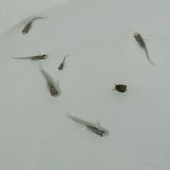 メダカ　　天界 × 強青ラメサファイア　　　今年生まれの画像