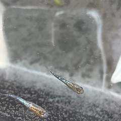 キレイなラメ✨メダカの画像