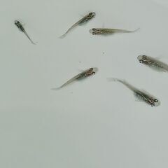 メダカ　　天界 × 強青ラメサファイア　　　今年生まれの画像
