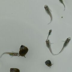 メダカ　　天界 × 強青ラメサファイア　　　今年生まれの画像