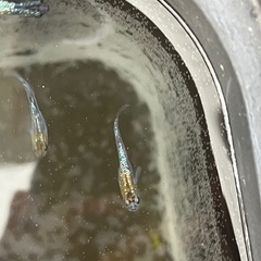 キレイなラメ✨メダカの画像