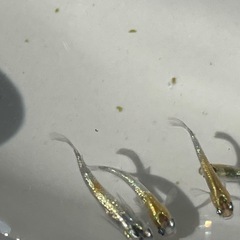 キレイなラメ✨メダカの画像