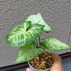 株分けシンゴニウムの画像