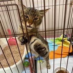 🌻人馴れバッチリの4ヶ月の男の子🌻