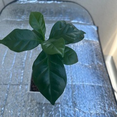 コーヒーの木
の画像