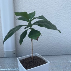 コーヒーの木
の画像