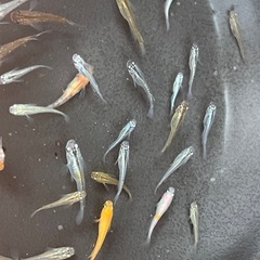 メダカ　色々　約40匹くらいの画像