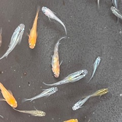 メダカ　色々　約40匹くらいの画像