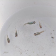 みゆき　ダルマ　半ダルマの卵　30個プラスαの画像
