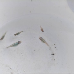 みゆき　ダルマ　半ダルマの卵　30個プラスαの画像