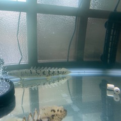 値段相談可。熱帯魚+900水槽セットの画像
