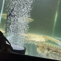 値段相談可。熱帯魚+900水槽セットの画像