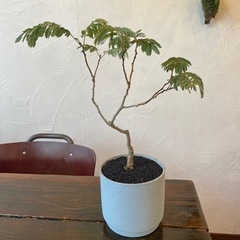 斑入りネムの木の画像