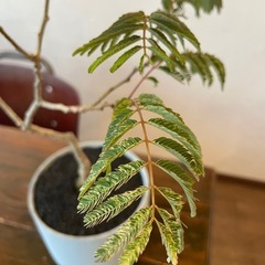 斑入りネムの木の画像