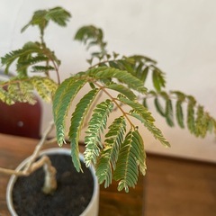 斑入りネムの木の画像