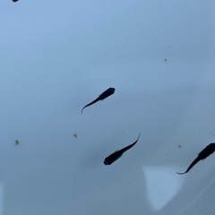 オロチメダカ✨黒い‼️若魚の画像