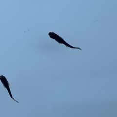 オロチメダカ✨黒い‼️若魚の画像
