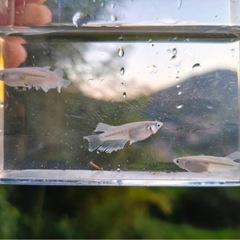 エメキン　卵30個プラスαの画像
