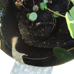 元は火鉢？睡蓮鉢、睡蓮(花色不明)差し上げますの画像