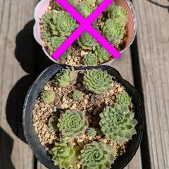 【多肉植物 セダム】センペルビウムポット入りの画像