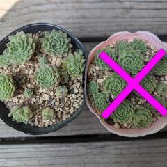 【多肉植物 セダム】センペルビウムポット入りの画像
