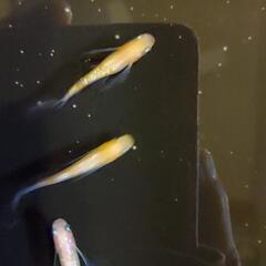 めだか(メダカ)無人販売の画像