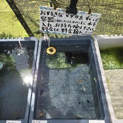 めだか(メダカ)無人販売の画像