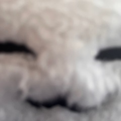 おしゅしだよ　ホタテ　ぬいぐるみ　大の画像