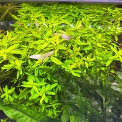 水草　セイロンロタラ30本の画像