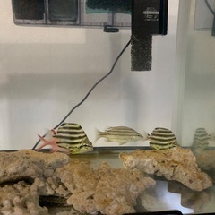 海水魚引き取りの画像