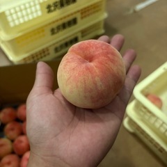 【売り切れ】白桃 規格外品 約5kg の画像