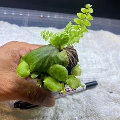 マダガスカリエンセの画像