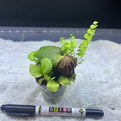 マダガスカリエンセの画像