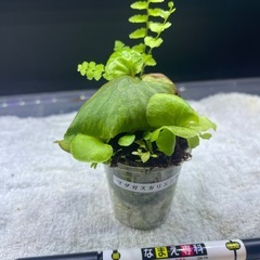 マダガスカリエンセの画像